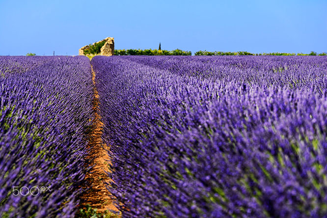 Lavender field