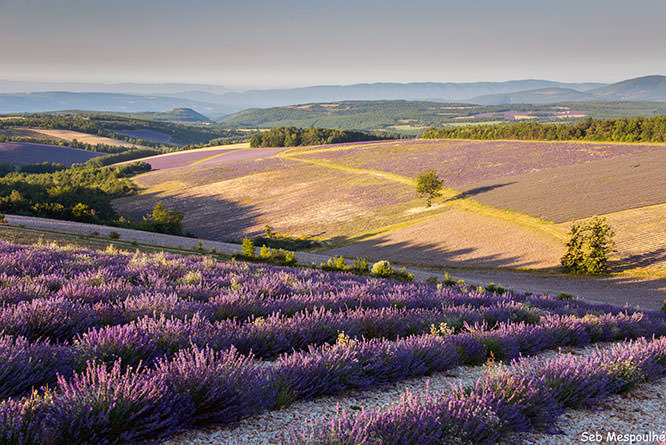 Provence landscape