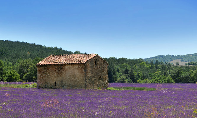 Provence Landscape