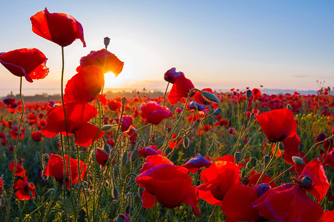 Poppies in Roussillon