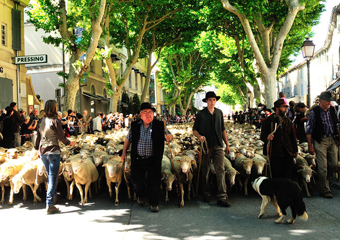 Transhumance in St Rémy de Provence