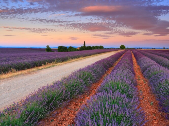 Lavender field in Provence