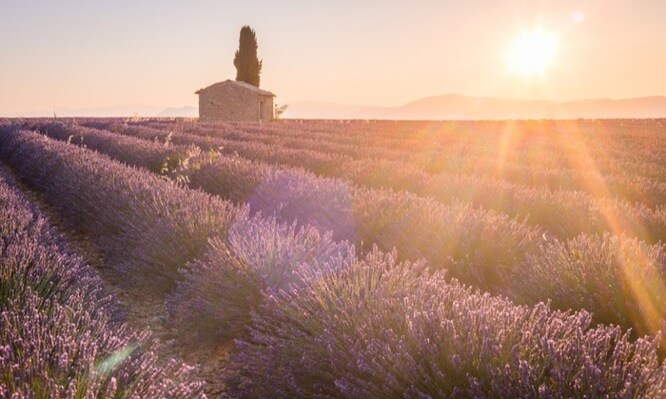 Pourple and violet Lavander fields at sunrise in Valensole
