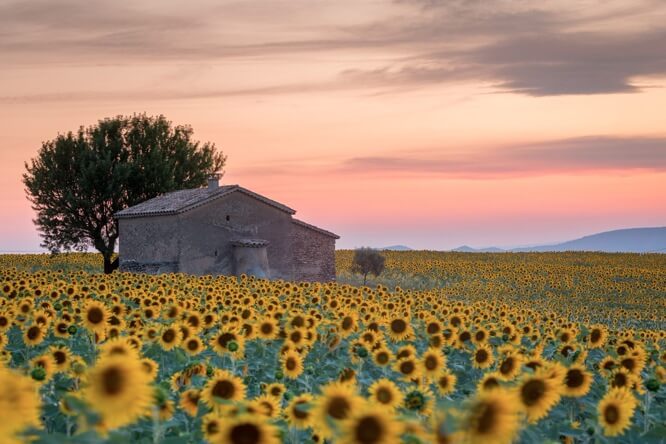 Field full of sunflowers at sunset and lonely farmhouse