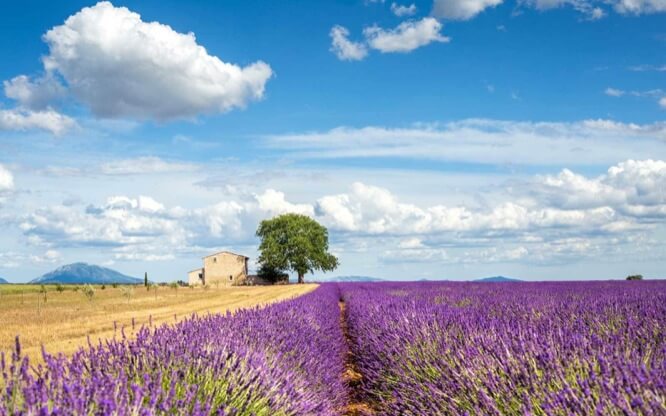 Lavender flowering at Valensole Plateau