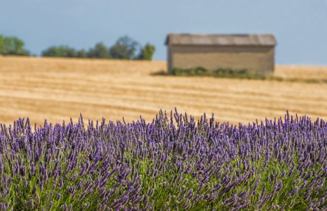 Valensole