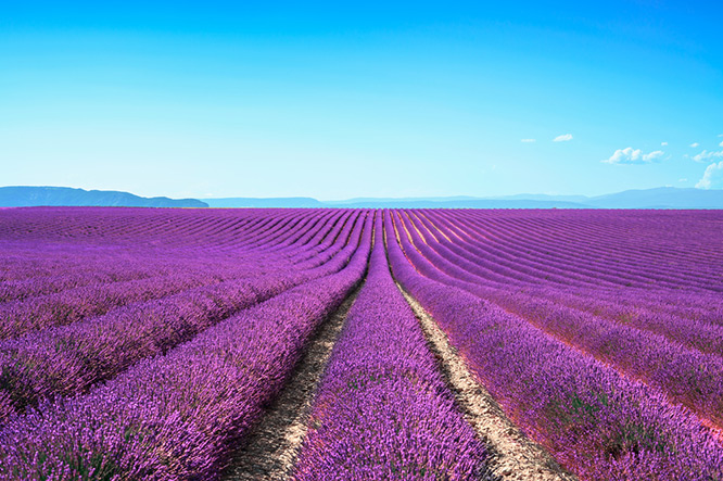 Lavender flower blooming scented fields in endless rows. Valensole plateau