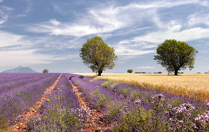 Lavender fields near Valensole