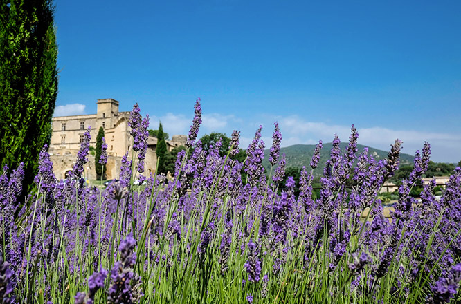 Lavender in Lourmarin
