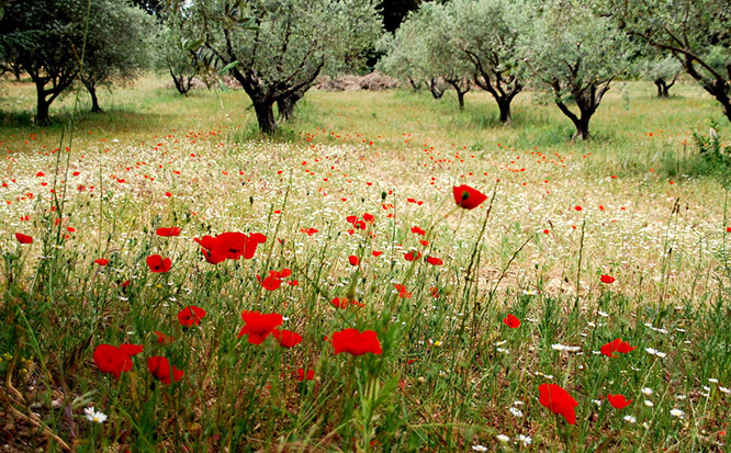 Poppies in Provence