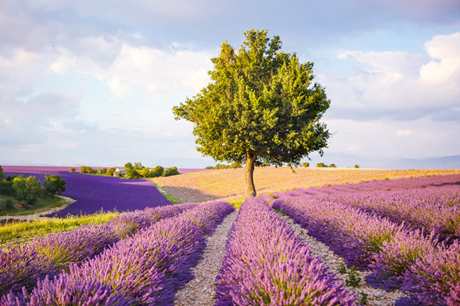Lavender fields near Valensole in Provence