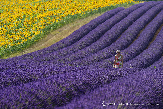Valensole Provence
