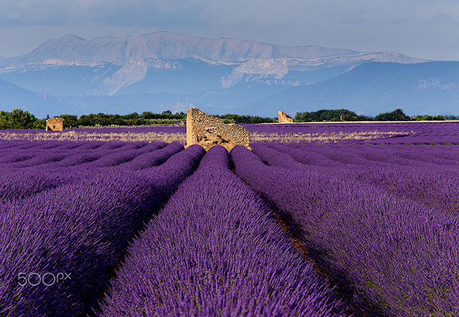 Lavender in Provence