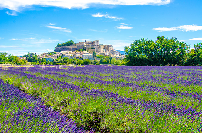 Lavender fields in France