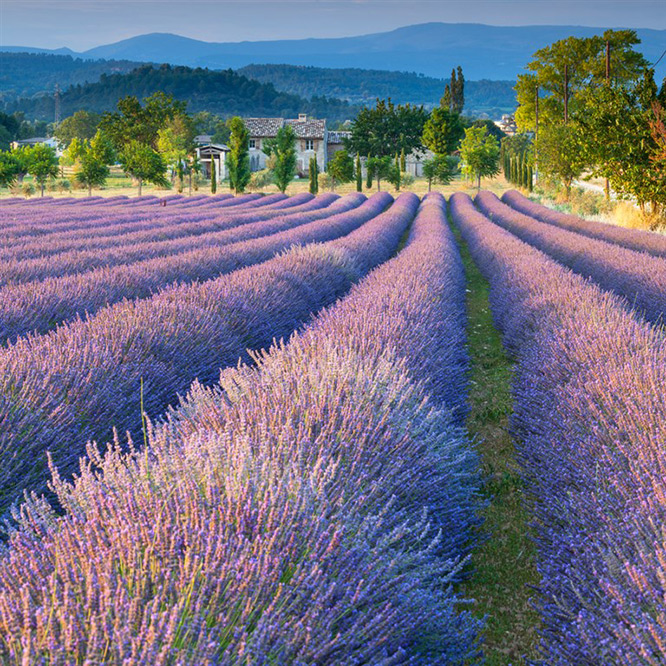 Lavender fields in France