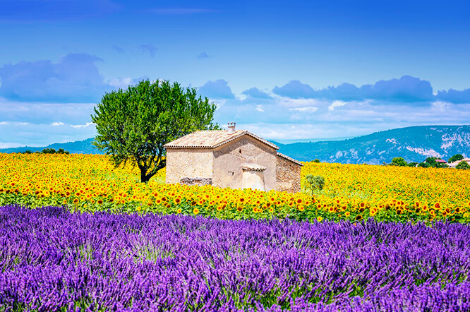 Beautiful Provence Landscape