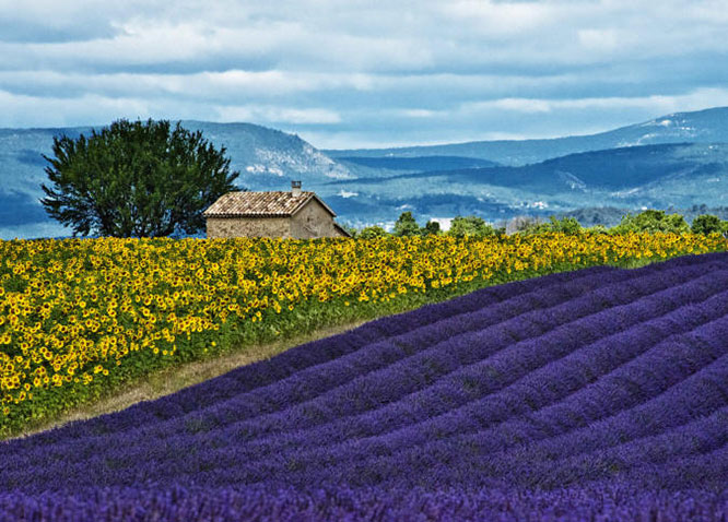 Lavender meets Sunflowers