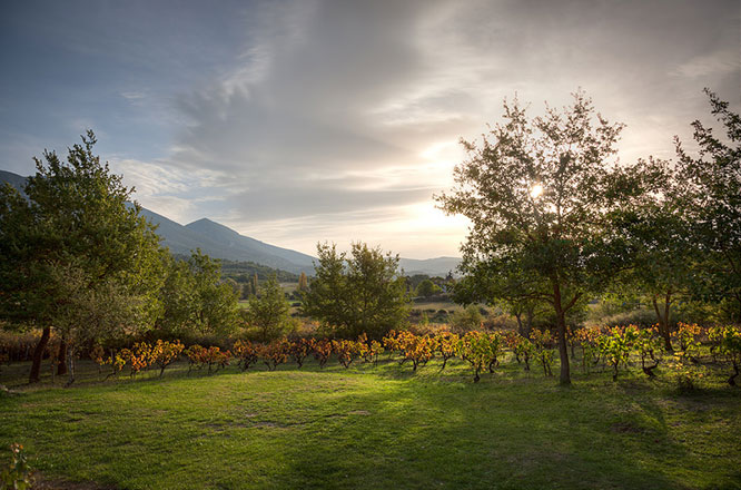 Vaucluse Landscape