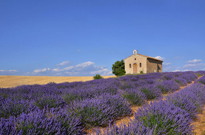 Chapel and lavender