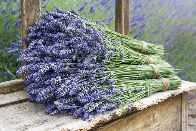 The quintessentially Provençal lavender
