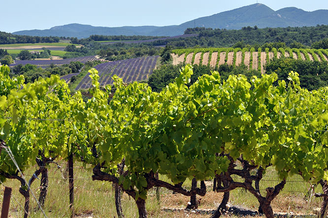 Plateau de Vinsobres in Valreas