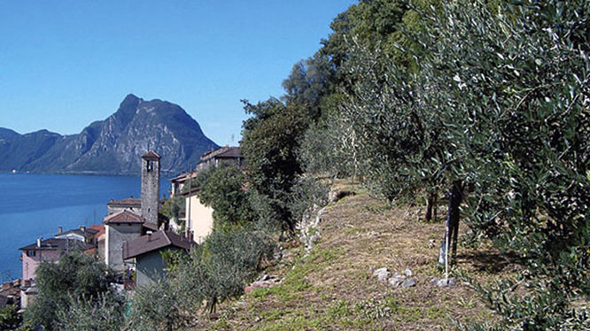 Parco degli Ulivi
