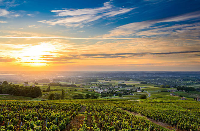Sunrise at Beaujolais vineyard