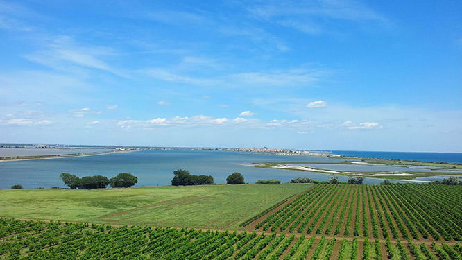 Vignoble de Maguelone