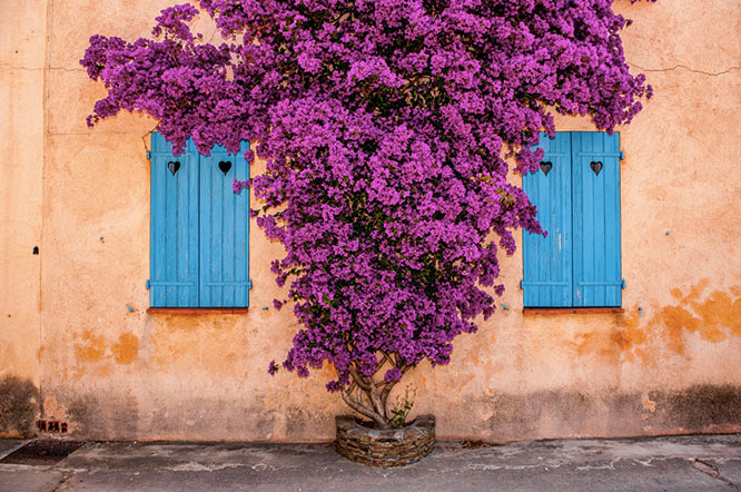 Bougainvillea in Porquerolles