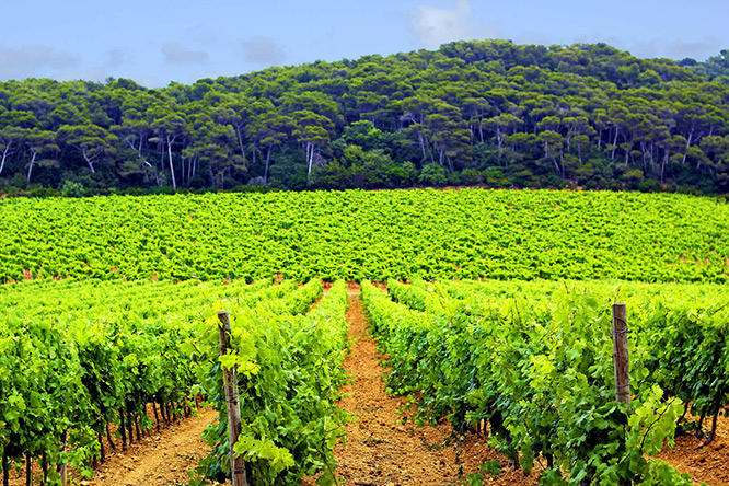 Vineyard in Porquerolles