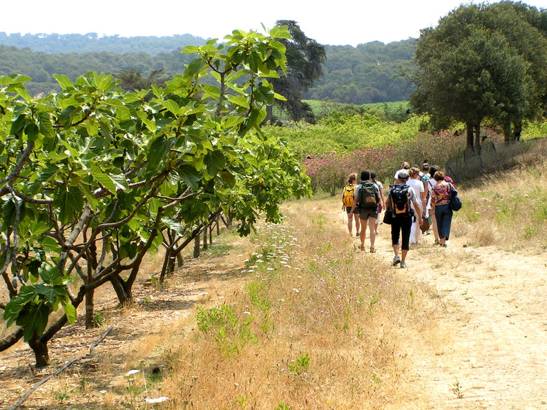 Hiking in Porquerolles