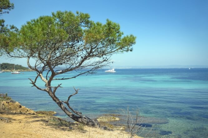 Aleppo Pine in Porquerolles