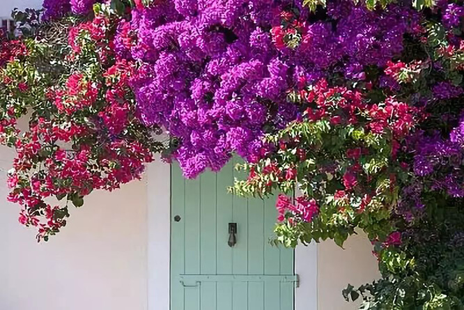 Door shaded by bougainvillea