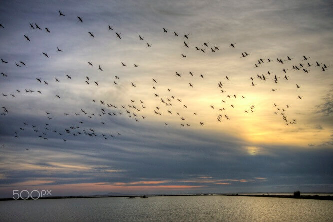 Flamingos in Sète