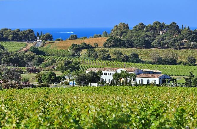 Vineyards in la Croix-Valmer