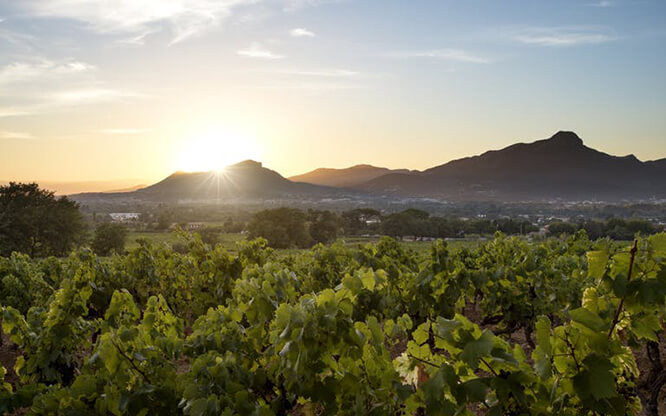 Côte de Provence in Carqueiranne