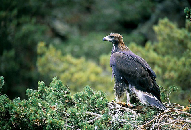Aigles royaux