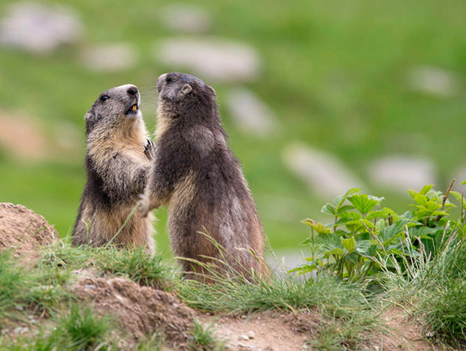 Marmottes