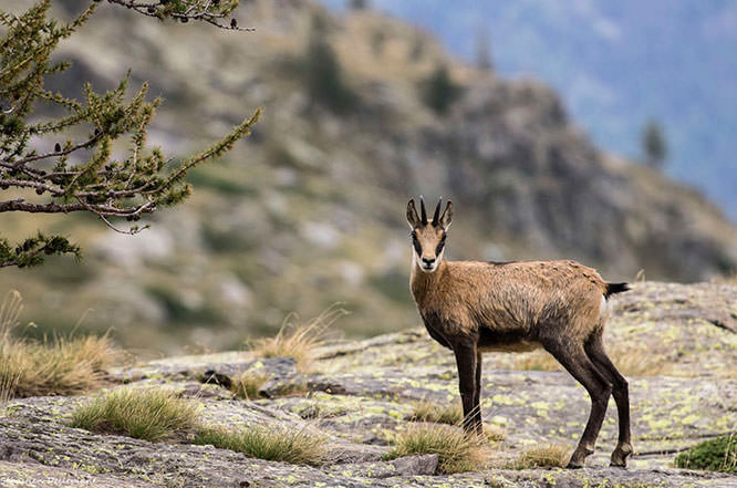Chamois