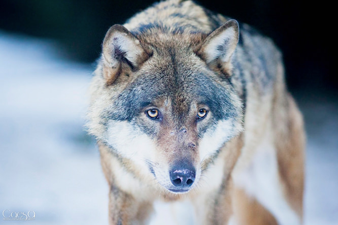 Loup