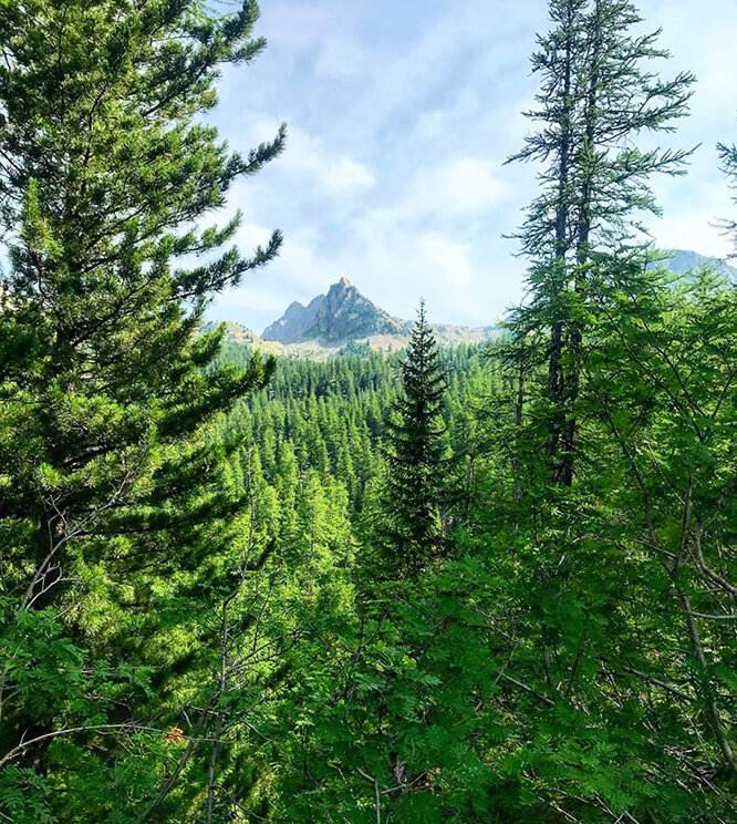 Forêt du Boréon