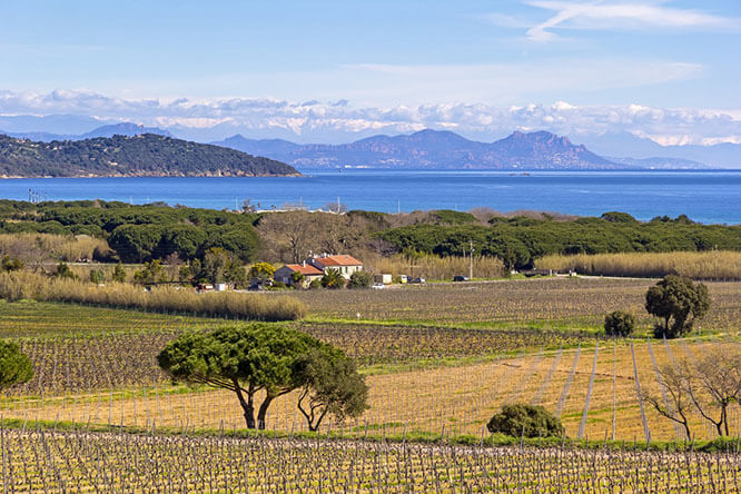 Saint-Tropez Vineyards