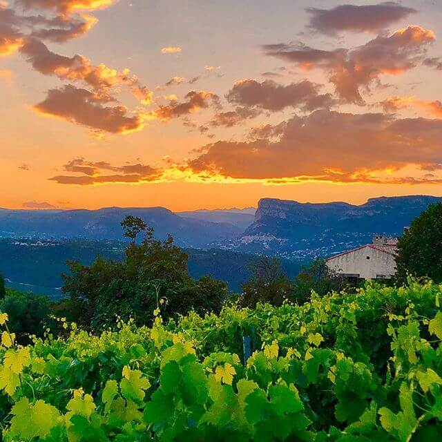 Clos de Bovis