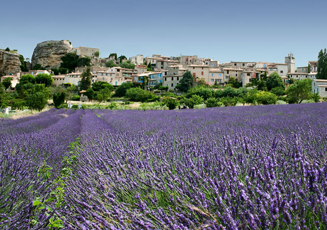 Lavender fields hilltown in Grasse