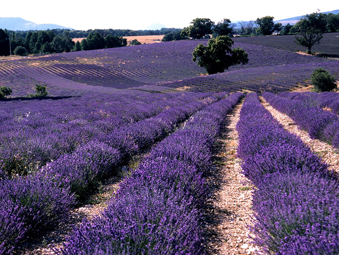 Lavender in Grasse