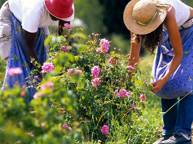 Picking Rosa centifolia at Domaine de Manon in Grasse