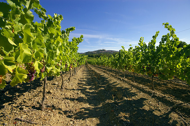 Les vignes de Grimaud French Riviera