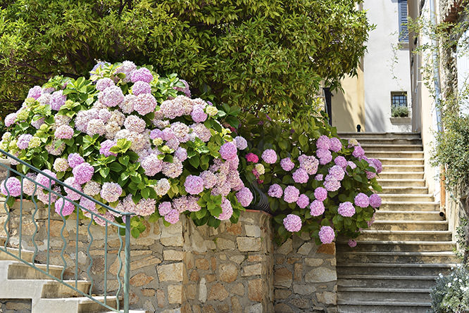 Hydrangea in Grimaud French Riviera