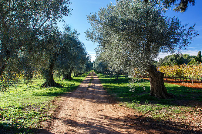 Under Olive Trees