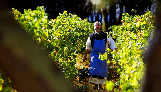 Iles de Lerins, St-Honorat vineyards